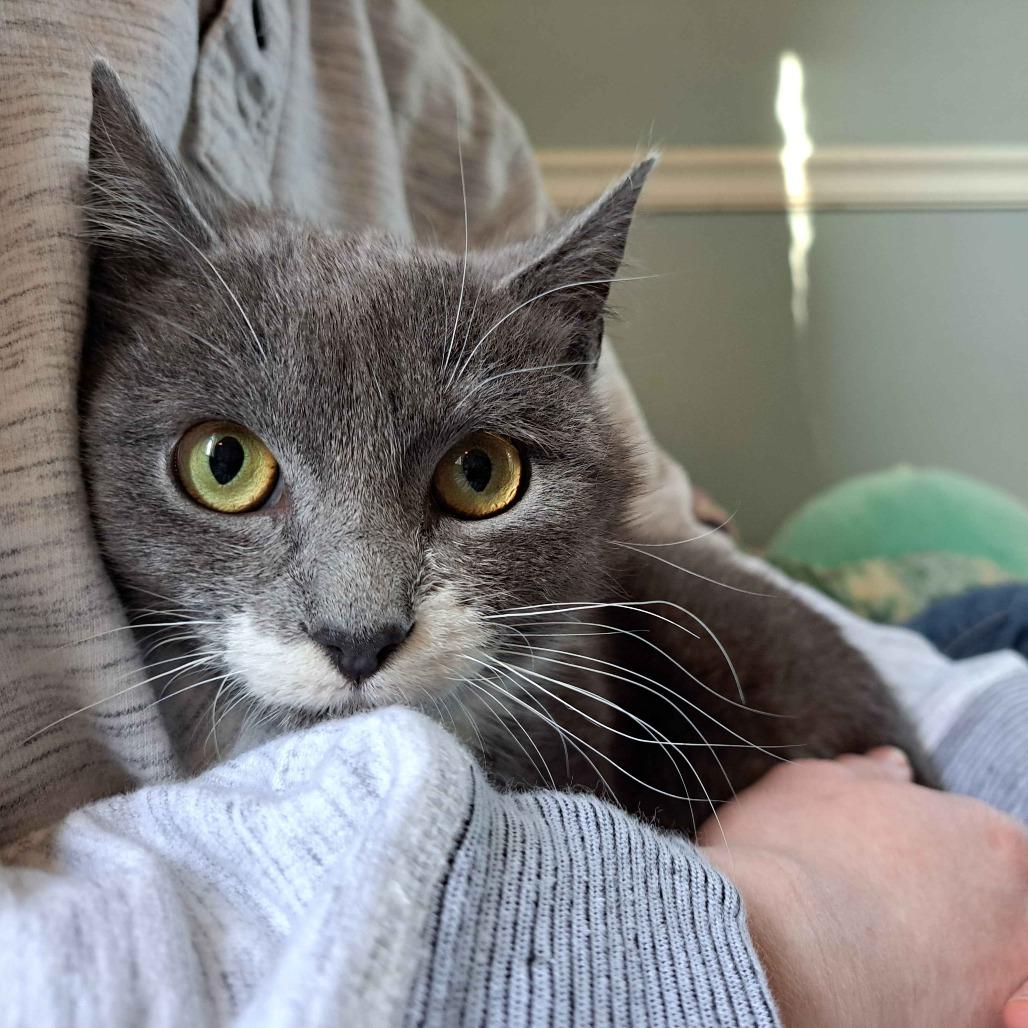 Enlarge Flower (Bonded to Tulip), a Adoptable Domestic Short Hair in Richmond, KY image 3/6
