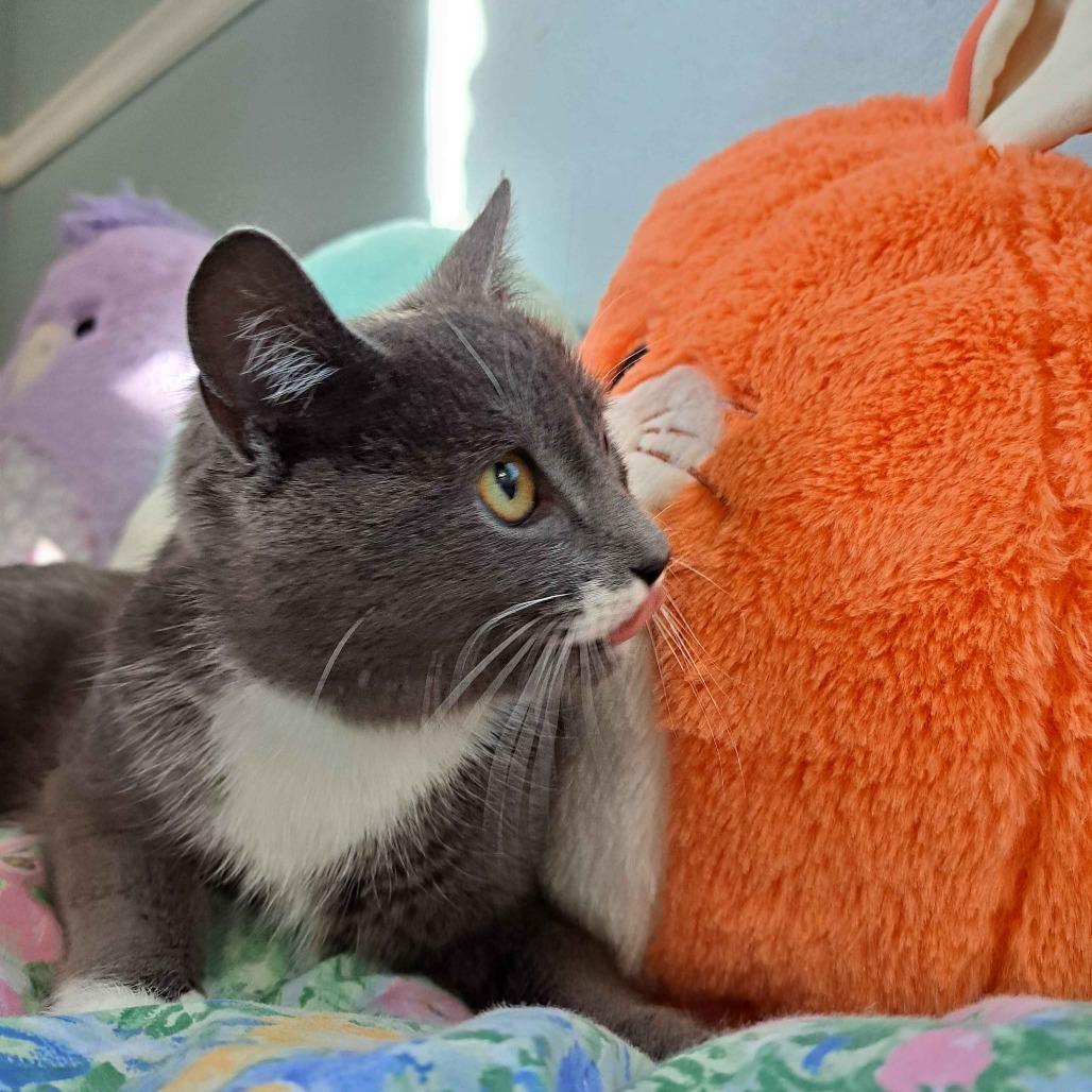 Enlarge Flower (Bonded to Tulip), a Adoptable Domestic Short Hair in Richmond, KY image 4/6