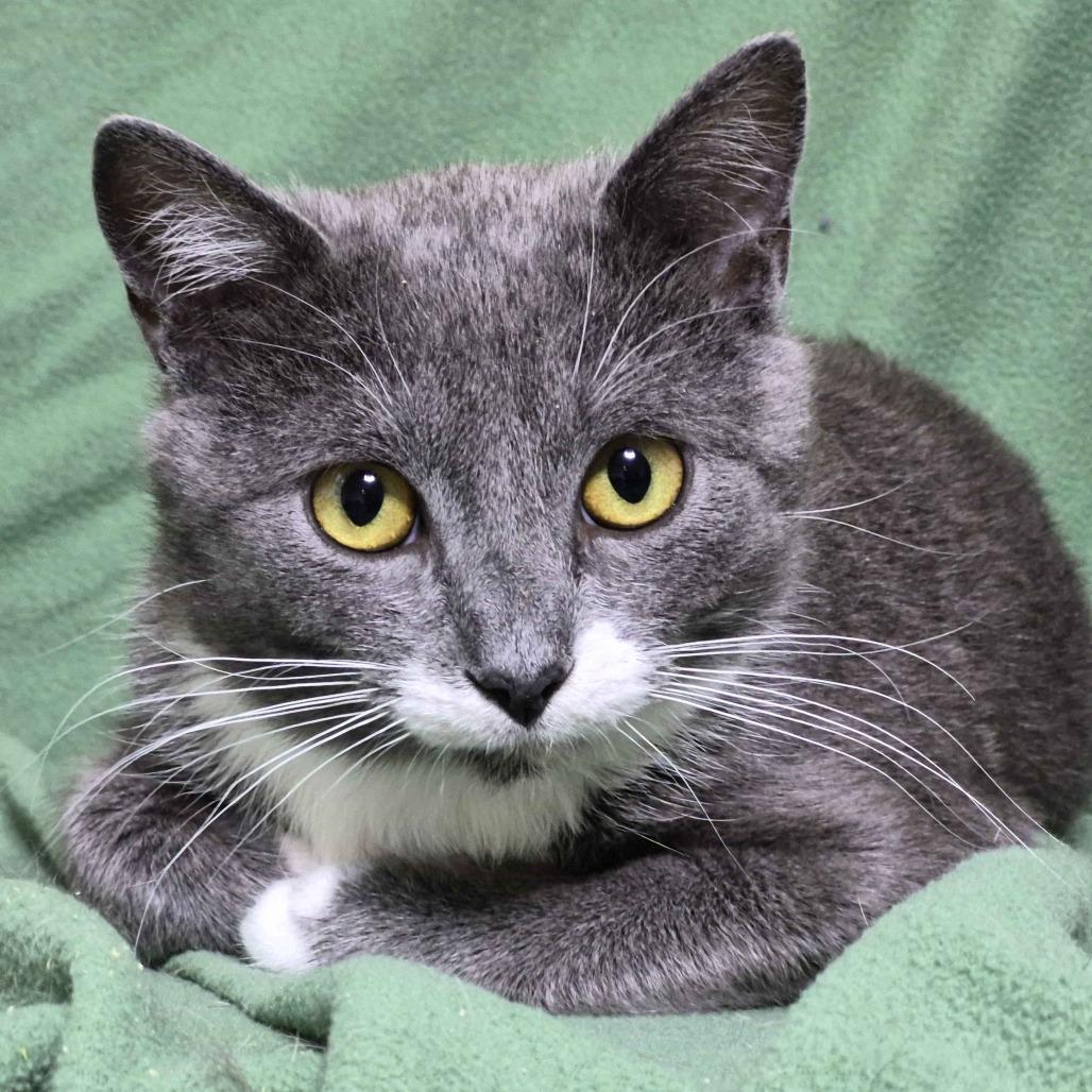 Enlarge Flower (Bonded to Tulip), a Adoptable Domestic Short Hair in Richmond, KY image 5/6