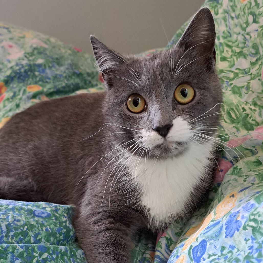 Enlarge Flower (Bonded to Tulip), a Adoptable Domestic Short Hair in Richmond, KY image 6/6