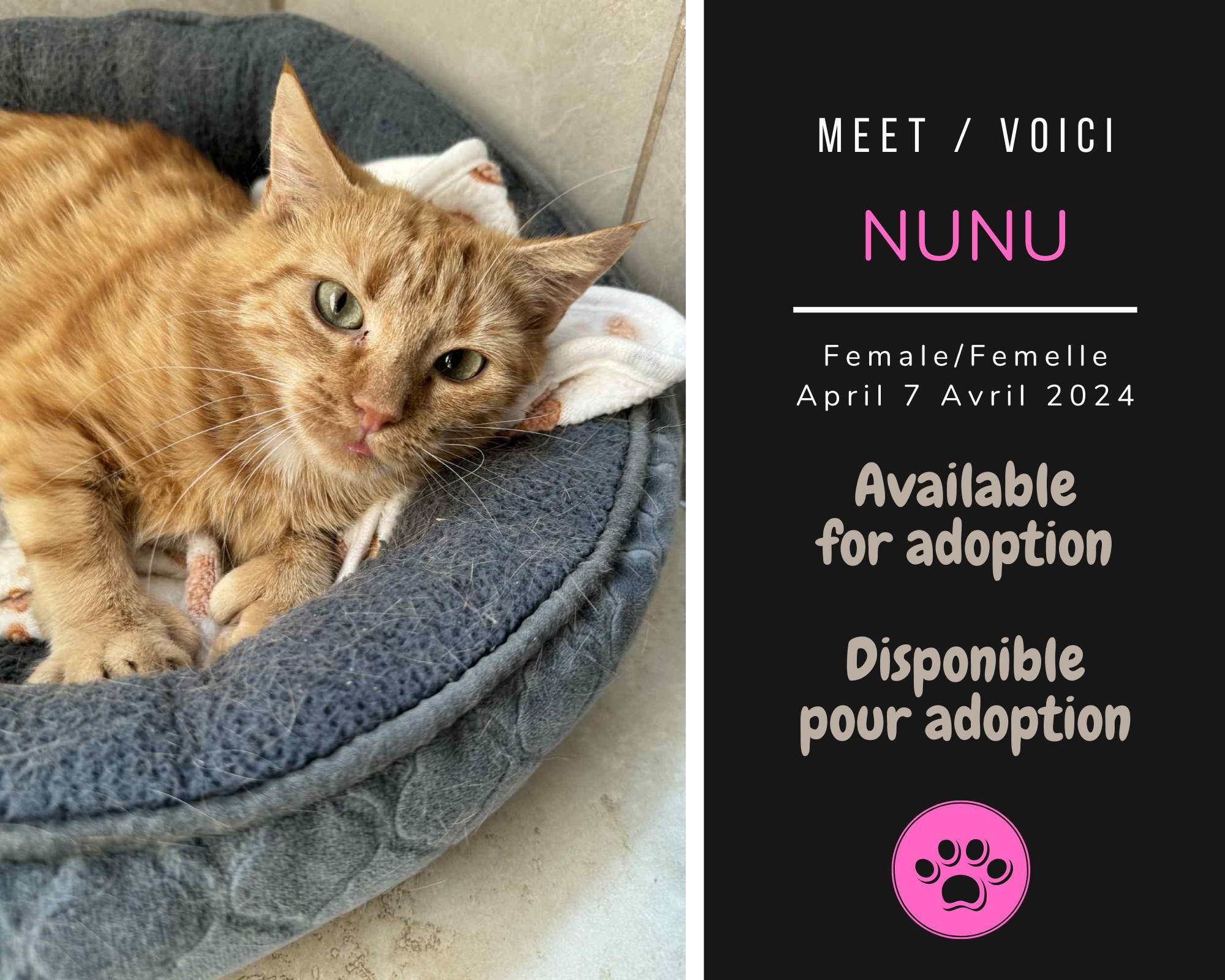 Nunu, Adopted, Adult Female Domestic Short Hair.