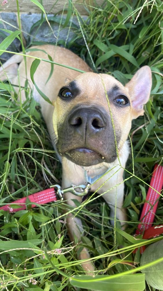 Enlarge Teddy, a Adoptable mixed breed in Manhattan, NY image 1/4