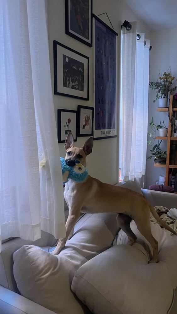 Enlarge Teddy, a Adoptable mixed breed in Manhattan, NY image 2/4