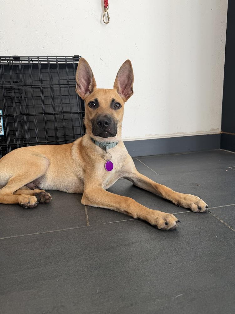 Enlarge Teddy, a Adoptable mixed breed in Manhattan, NY image 3/4
