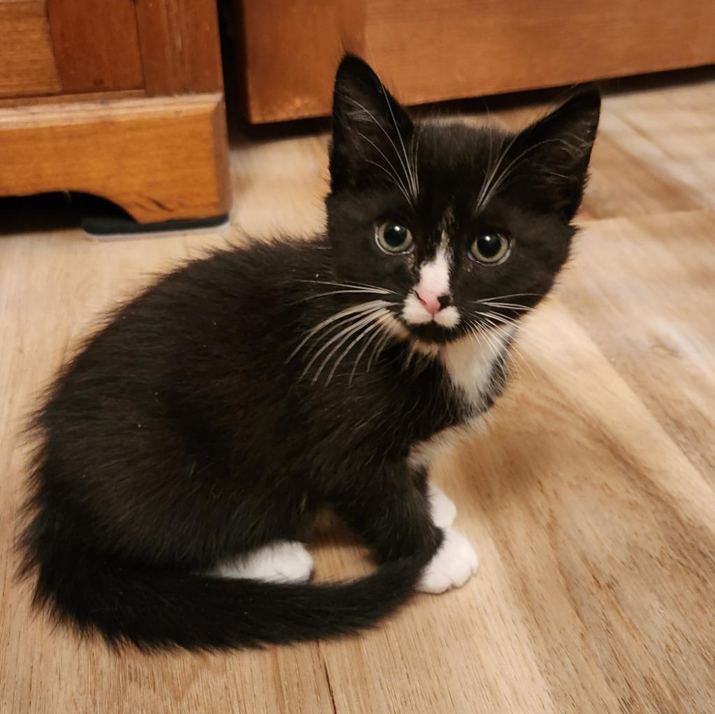 Joseph, Adopted, Kitten Male Domestic Medium Hair.