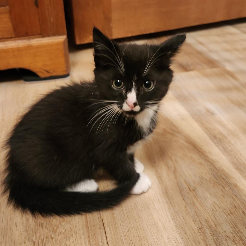 Joseph, Adopted, Kitten Male Domestic Medium Hair.