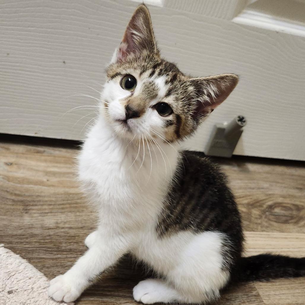 Enlarge Theodore, a Adoptable Domestic Short Hair in Spokane, WA image 5/6