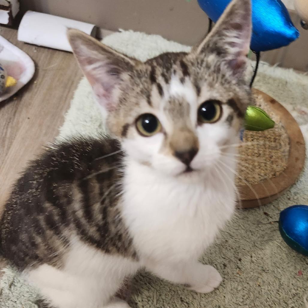 Enlarge Theodore, a Adoptable Domestic Short Hair in Spokane, WA image 6/6