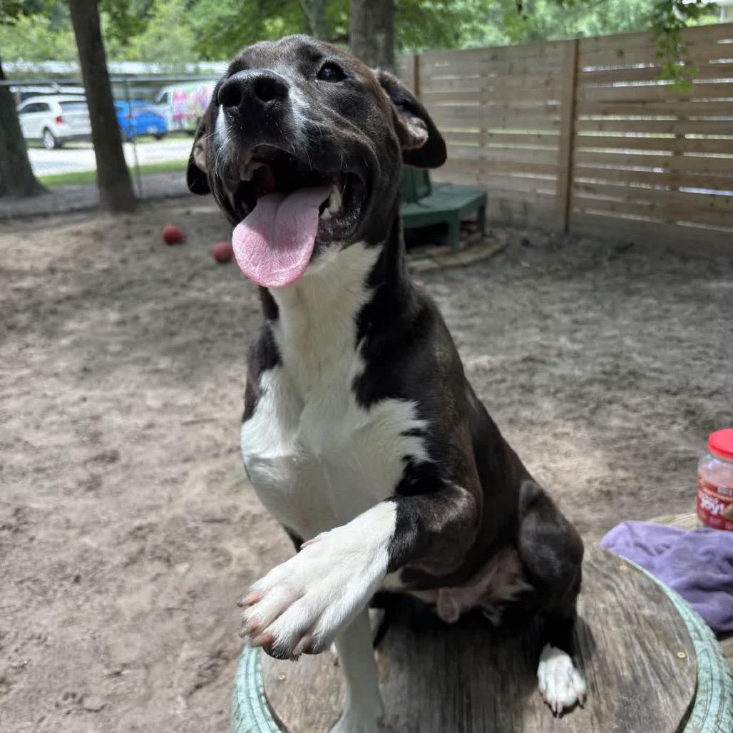 Benjamin Button 28694, Adoptable, Young Male Mixed Breed.