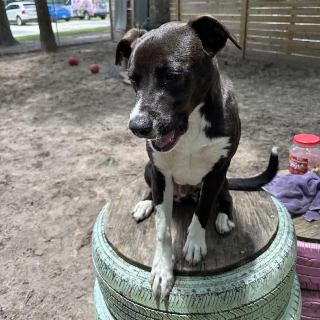 Enlarge Benjamin Button 28694, a Adoptable Mixed Breed in Middleburg, FL image 2/4