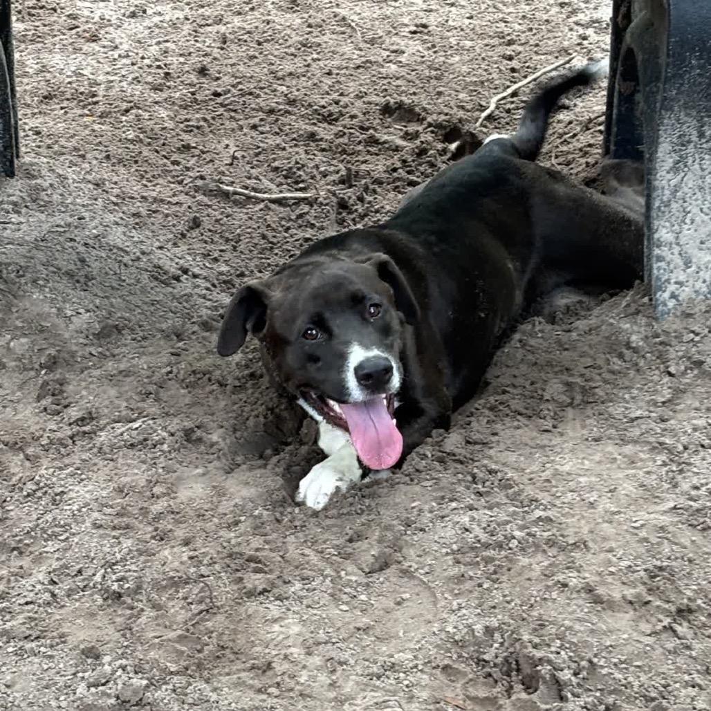 Enlarge Benjamin Button 28694, a Adoptable Mixed Breed in Middleburg, FL image 3/4