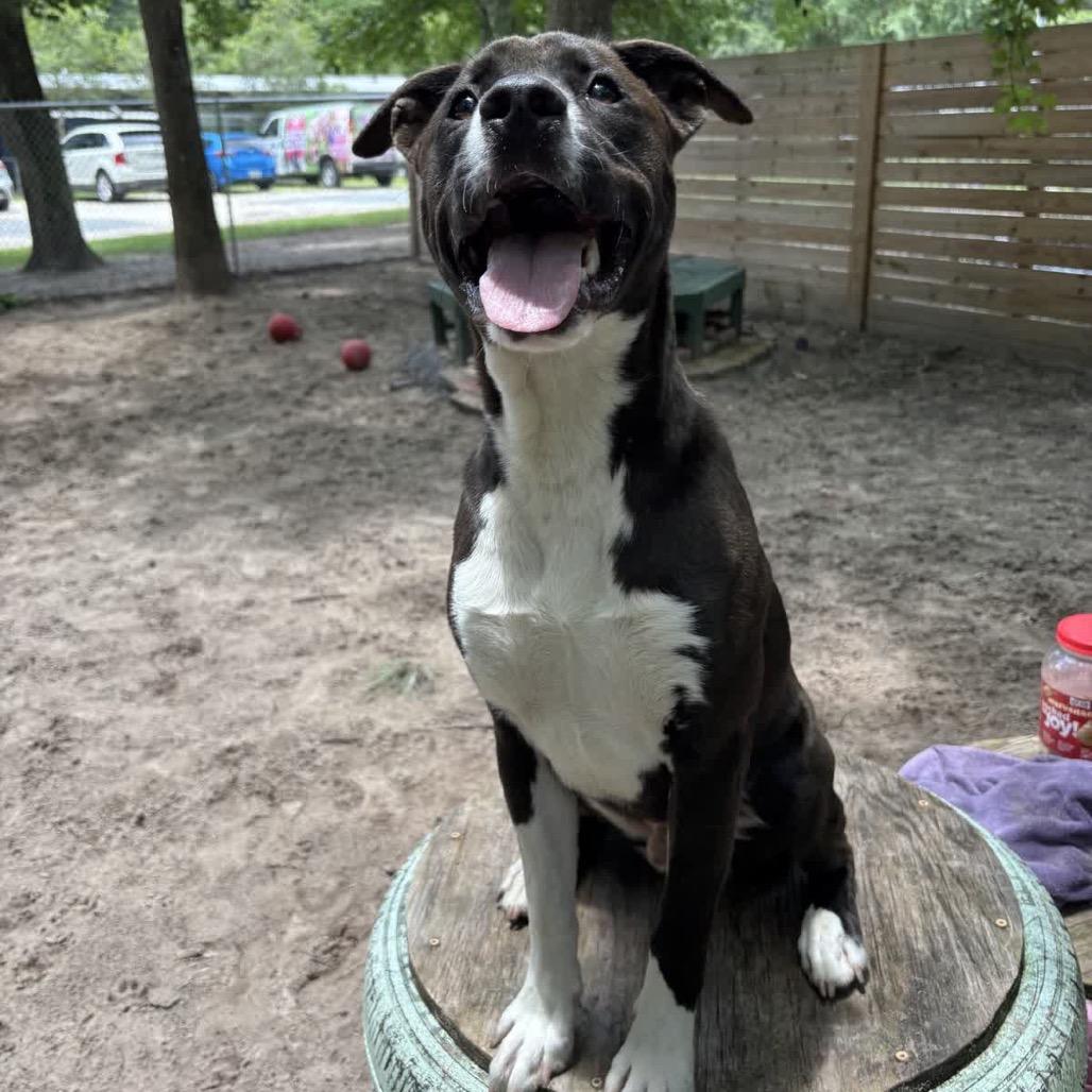 Enlarge Benjamin Button 28694, a Adoptable Mixed Breed in Middleburg, FL image 4/4