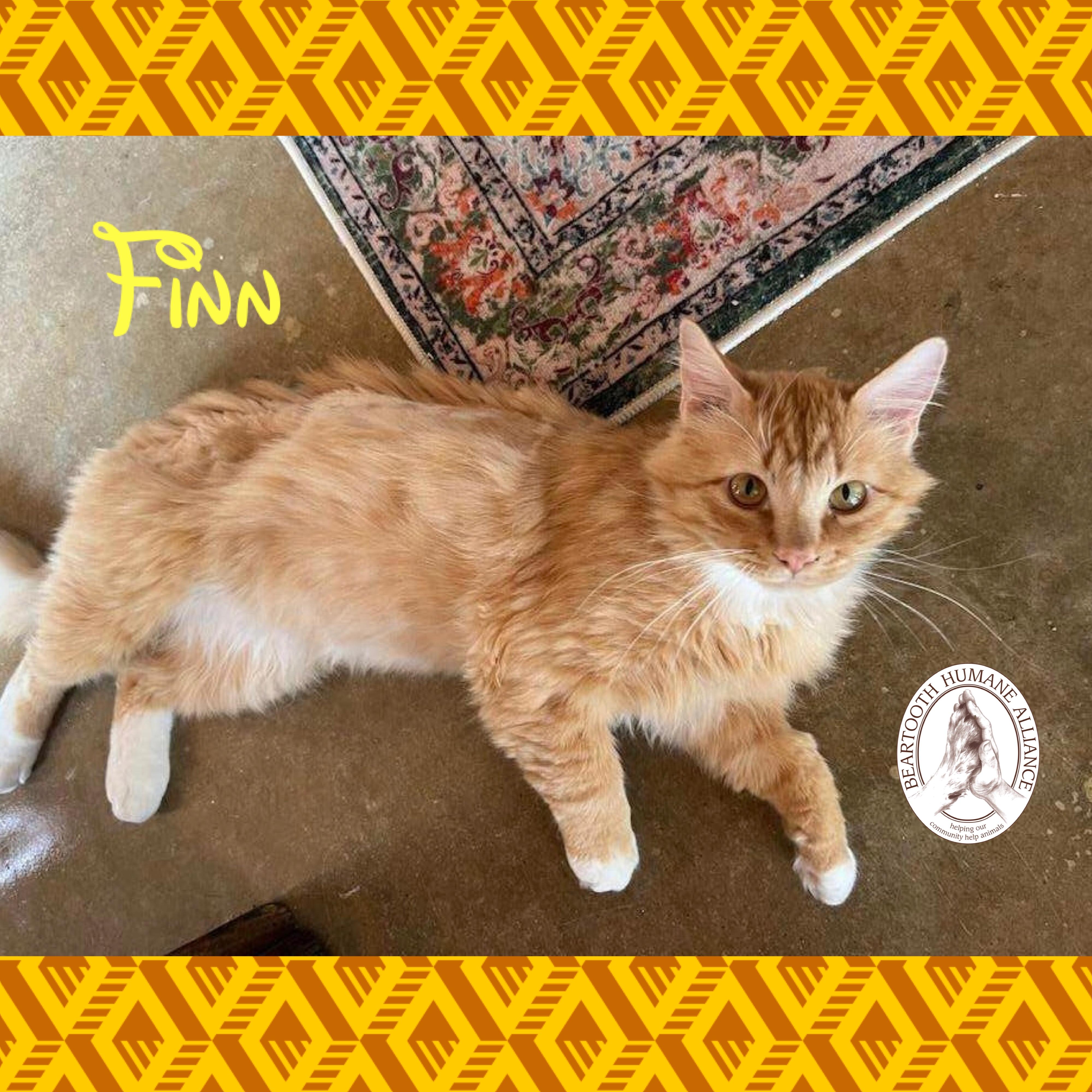 Finn, a ADOPTABLE mixed breed in Red Lodge, MT image 2/4