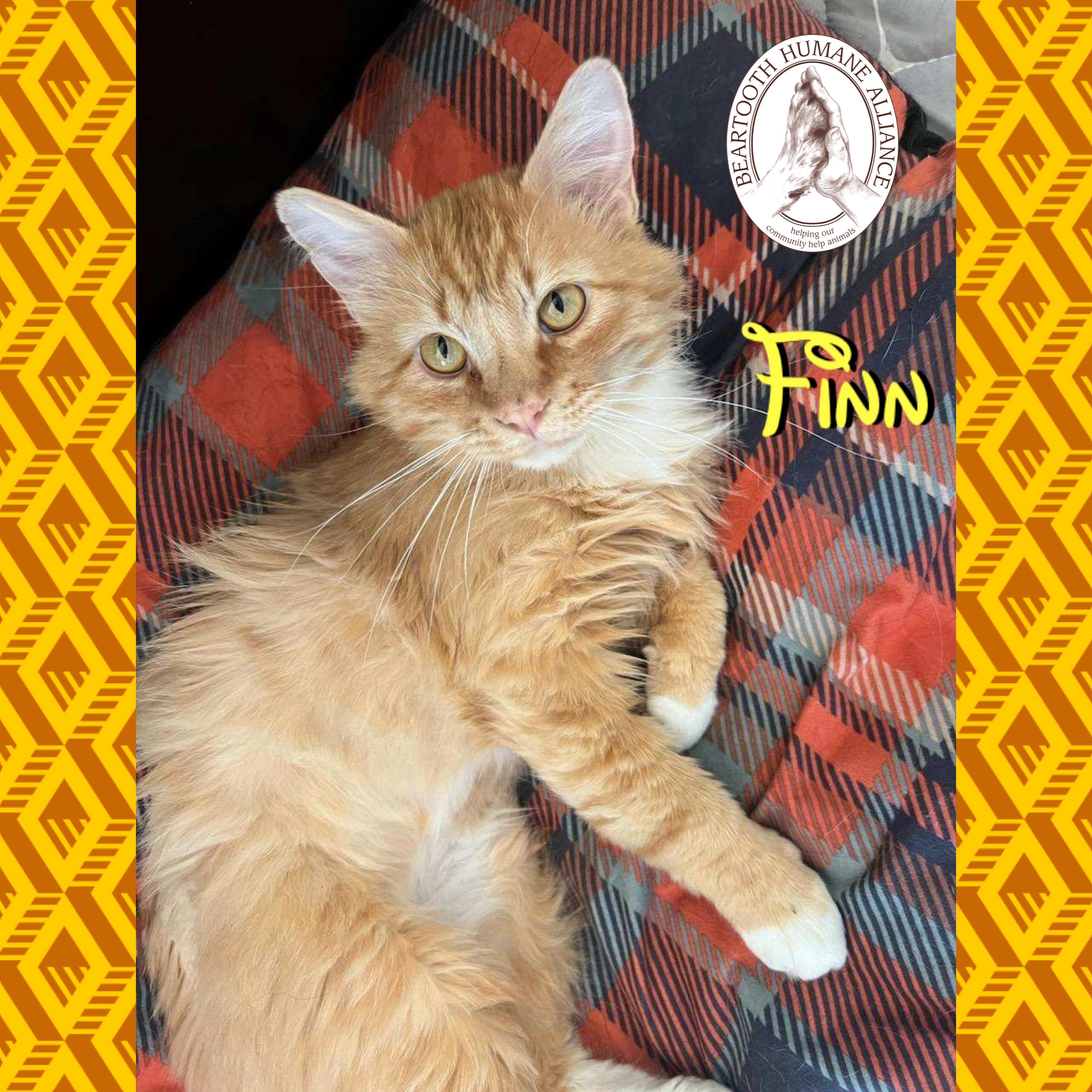 Finn, a ADOPTABLE mixed breed in Red Lodge, MT image 4/4