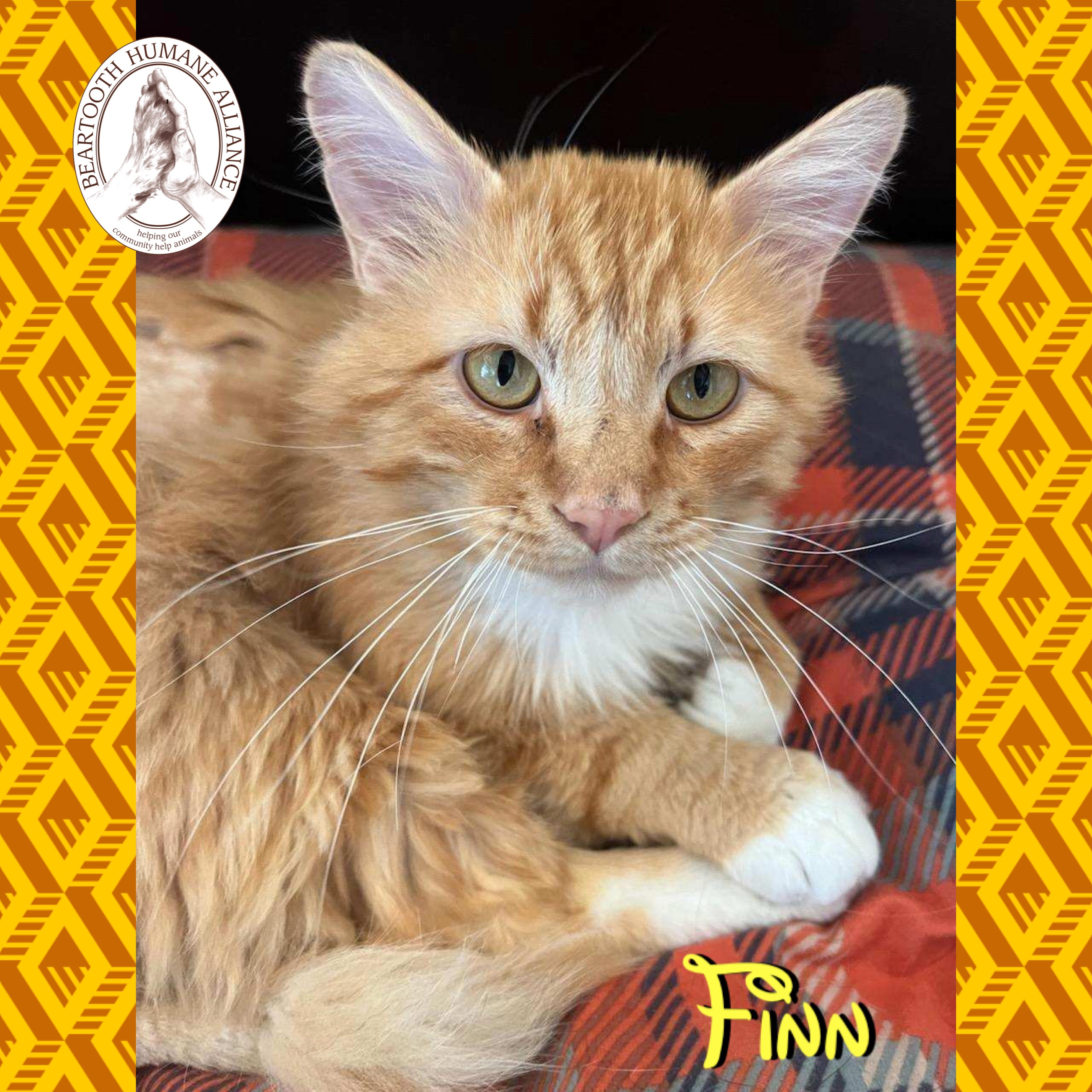Finn, a ADOPTABLE mixed breed in Red Lodge, MT image 1/4