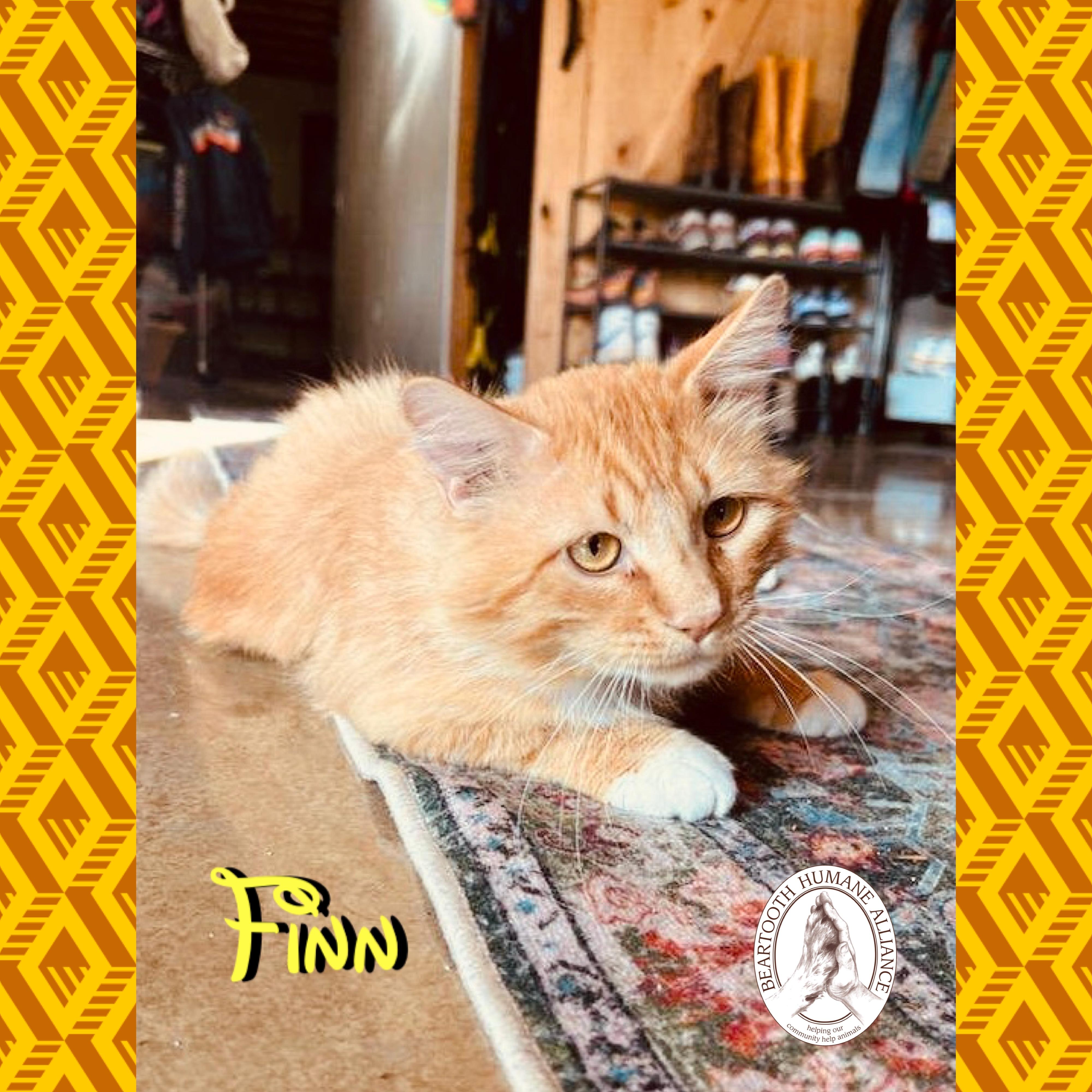 Finn, a ADOPTABLE mixed breed in Red Lodge, MT image 3/4