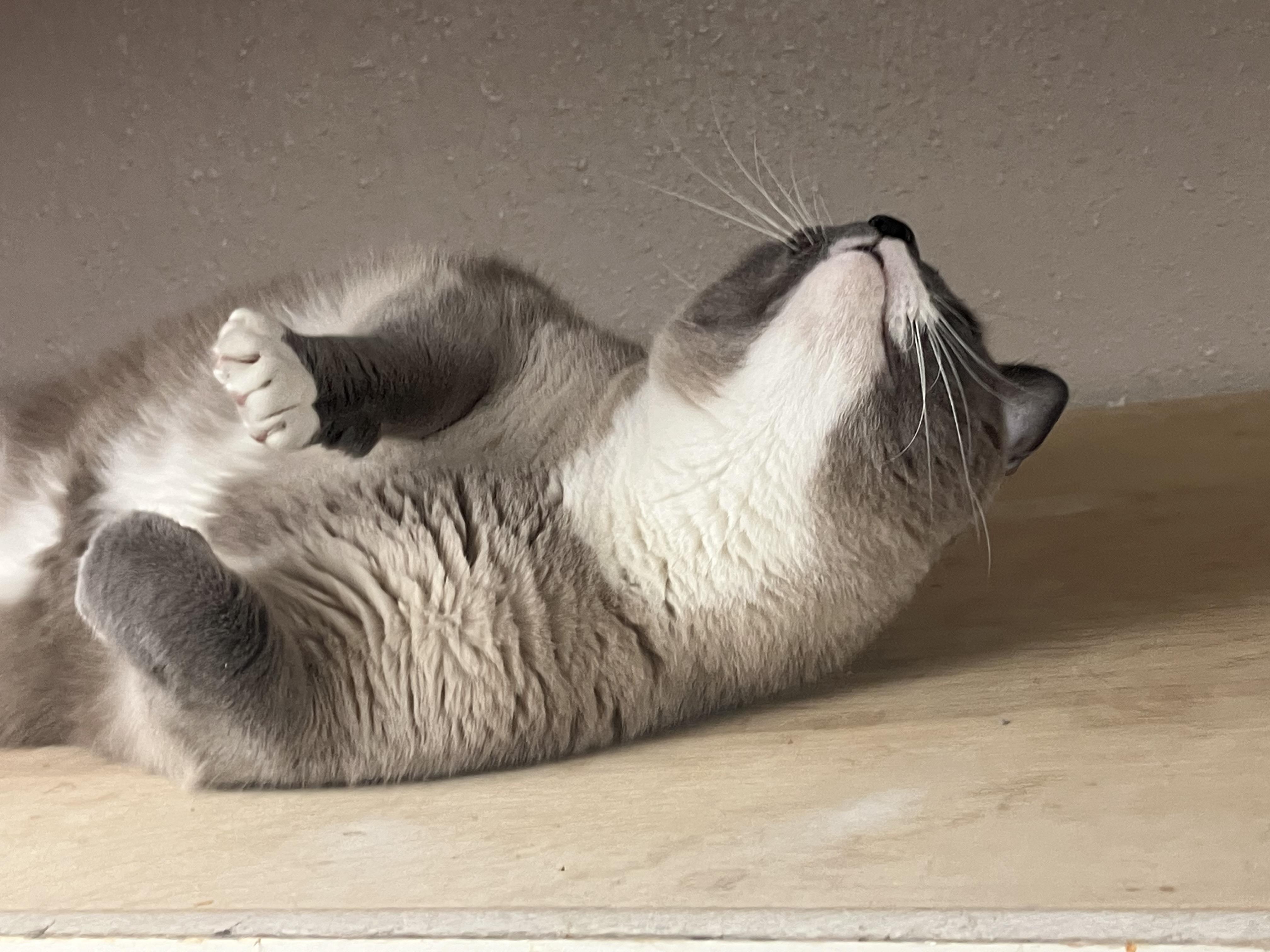 Enlarge “KNUCKLES” the Big Boy, a ADOPTABLE mixed breed in Sylacauga, AL image 2/2