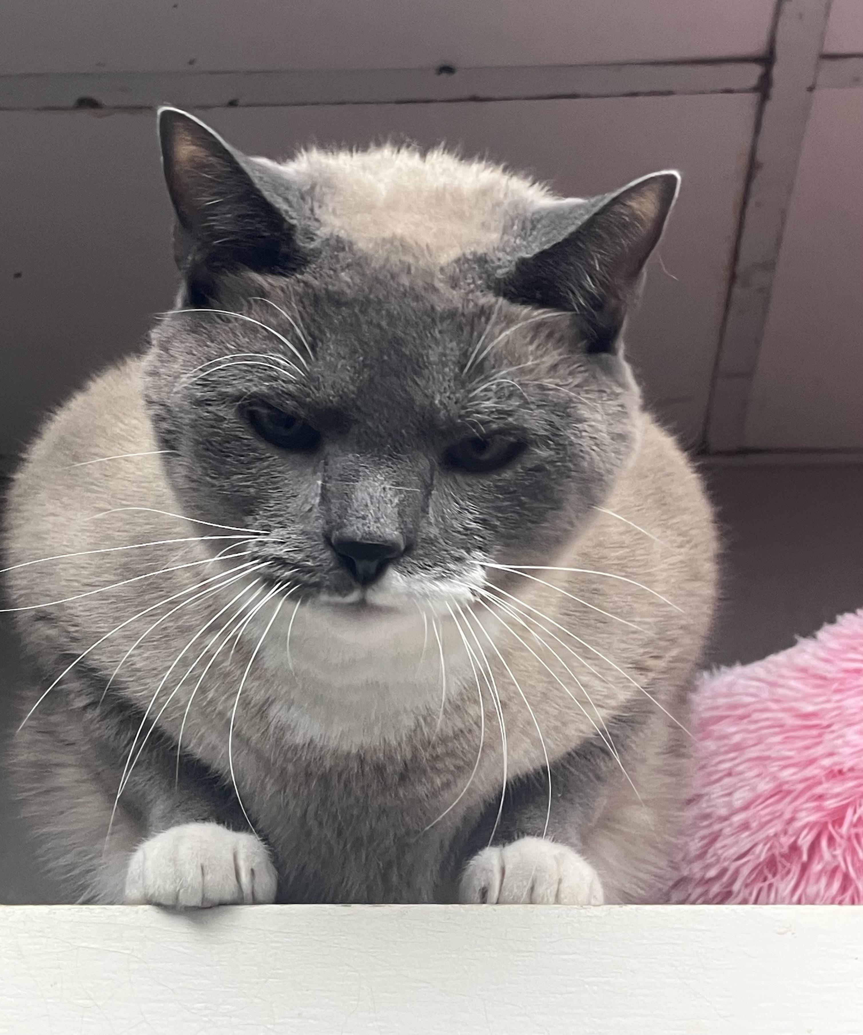 “KNUCKLES” the Big Boy, ADOPTABLE, Adult Male Siamese & Maine Coon.