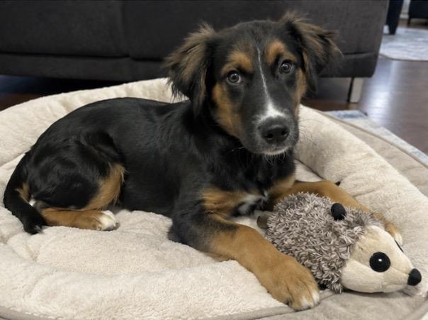 Charlie Brown, ADOPTABLE, Puppy Male Australian Shepherd & Golden Retriever.