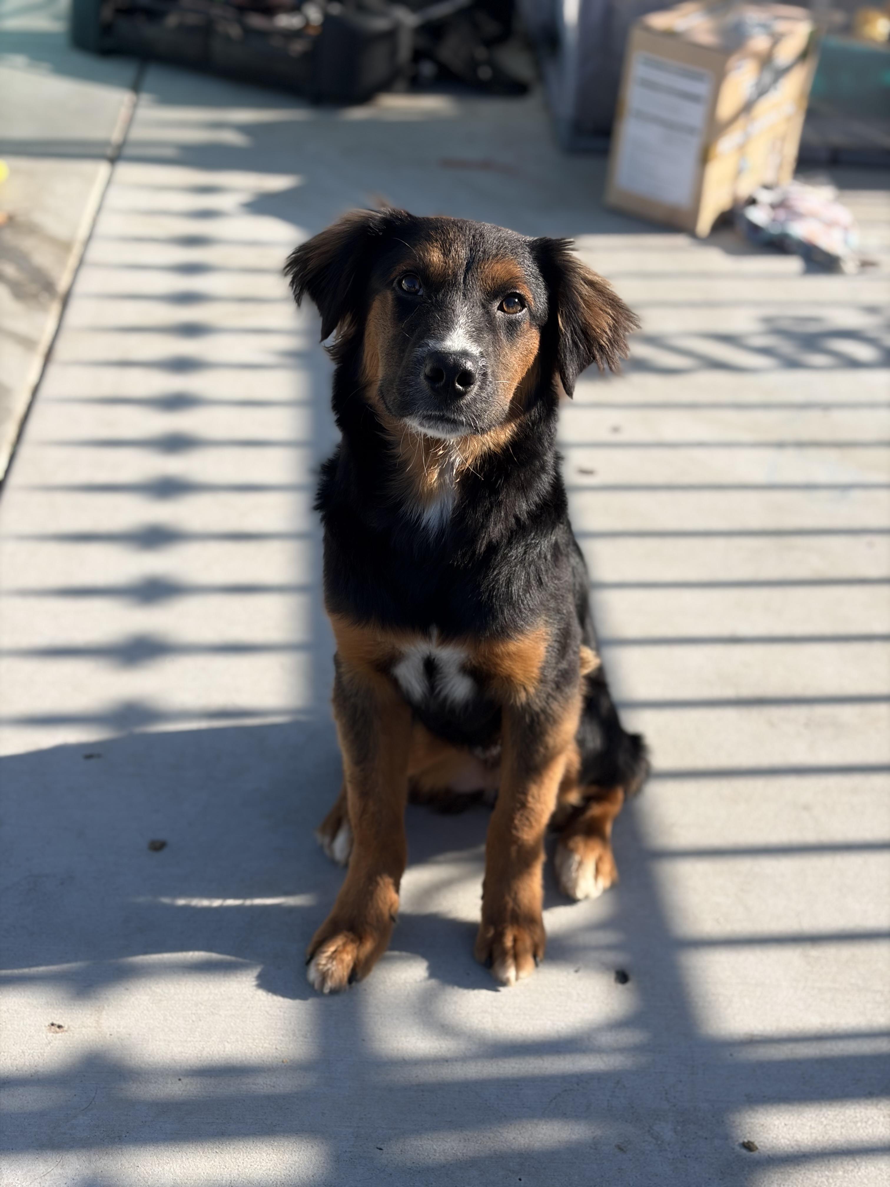 Charlie Brown, a ADOPTABLE mixed breed in Corona, CA image 3/4