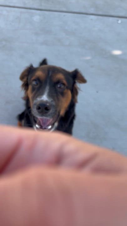 Enlarge Charlie Brown, a ADOPTABLE mixed breed in Corona, CA video 4/4