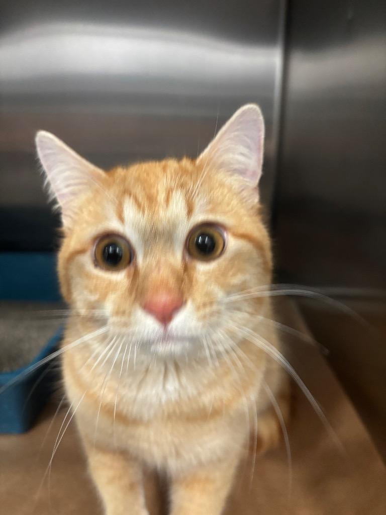 Hector, Adoptable, Young Male Domestic Short Hair.