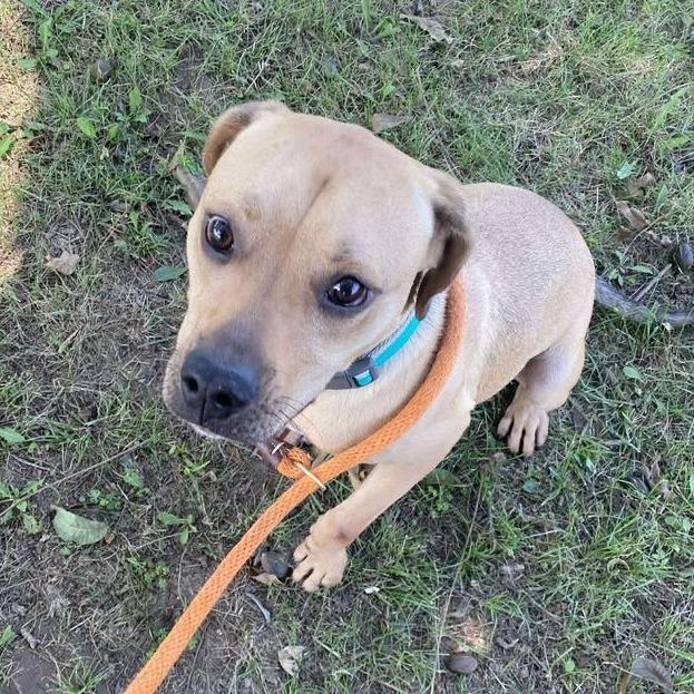 Enlarge Rex, a Adoptable mixed breed in Vinita, OK image 2/5