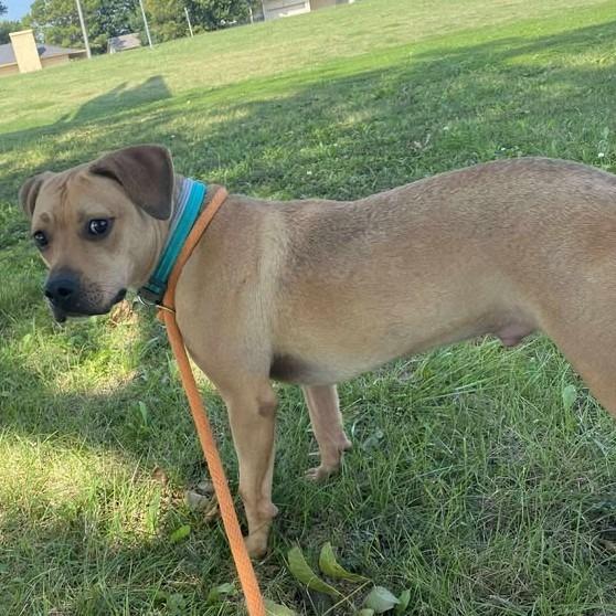 Enlarge Rex, a Adoptable mixed breed in Vinita, OK image 3/5