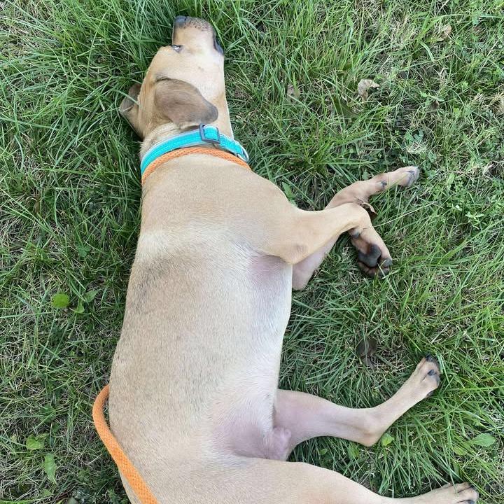 Enlarge Rex, a Adoptable mixed breed in Vinita, OK image 4/5