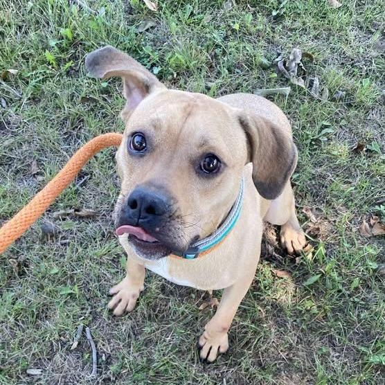Enlarge Rex, a Adoptable mixed breed in Vinita, OK image 5/5