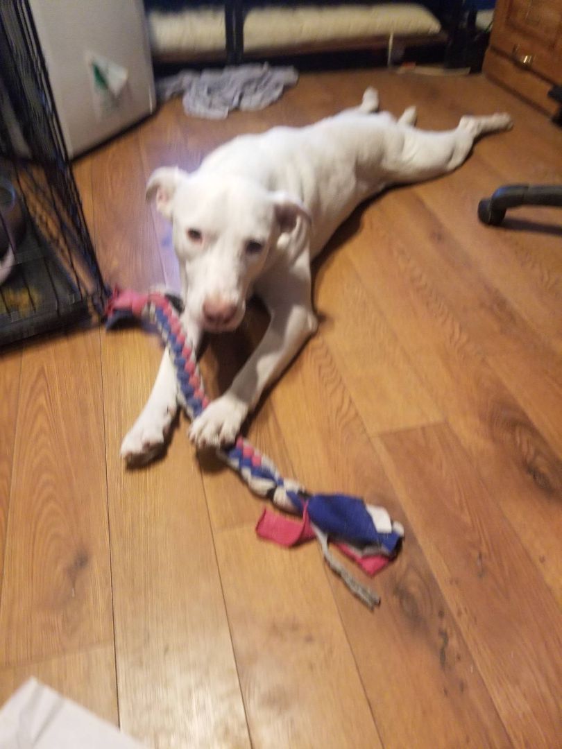 Yeti!!, Adult Male Pit Bull Terrier