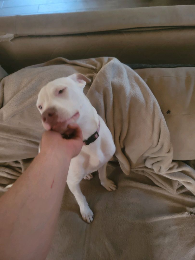 Enlarge Yeti!!, a Adoptable Pit Bull Terrier in Rocklin , CA image 2/3