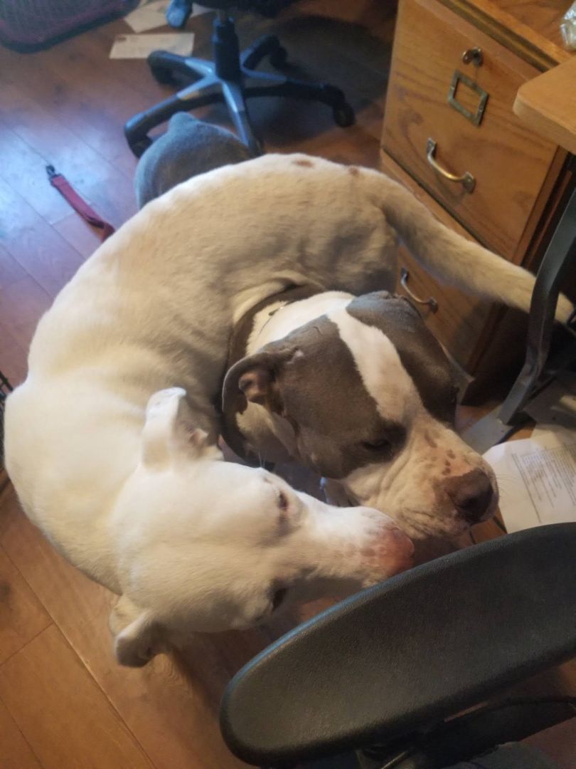 Enlarge Yeti!!, a Adoptable Pit Bull Terrier in Rocklin , CA image 3/3