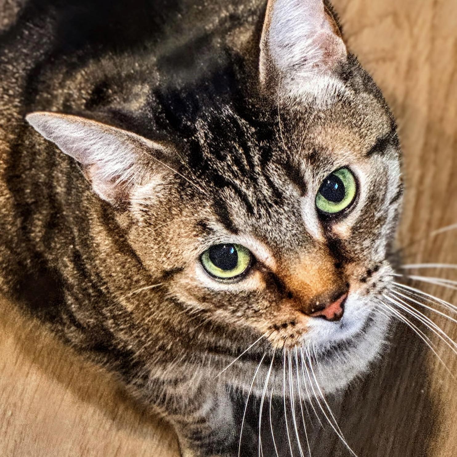 Enlarge Bubba, a Adoptable Domestic Short Hair in Bentonville, AR image 1/1