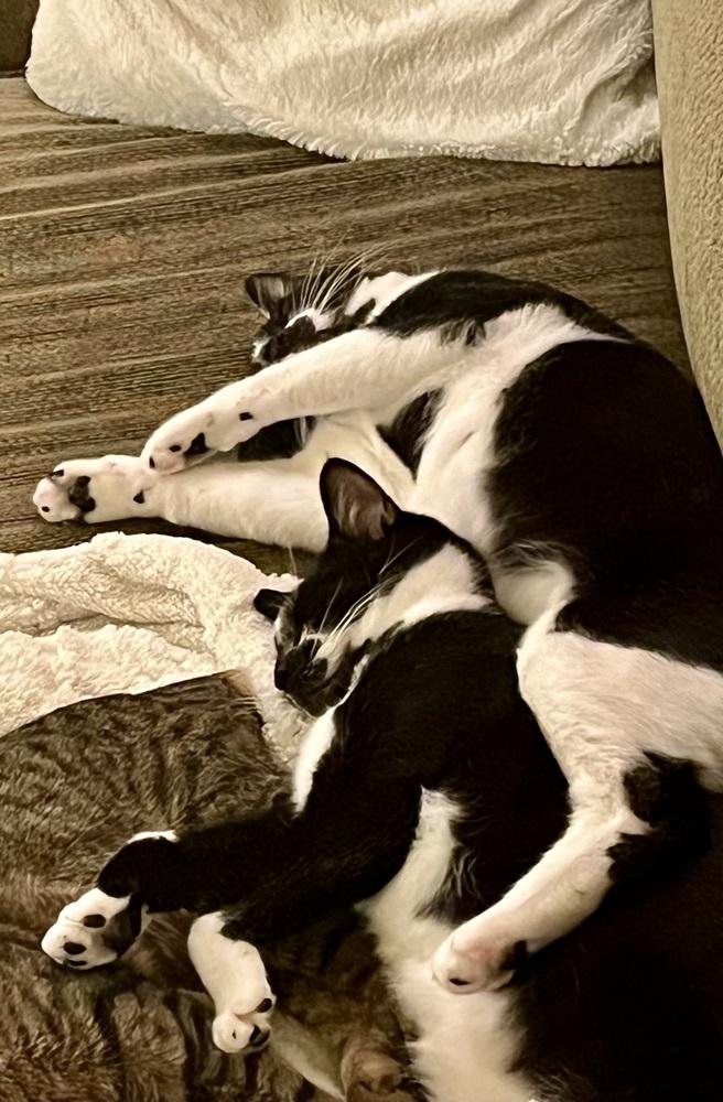 Oscar, Adoptable, Young Male Domestic Short Hair.