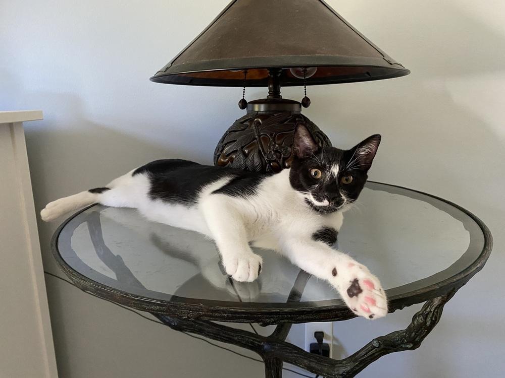 Oscar, Adoptable, Kitten Male Domestic Short Hair.