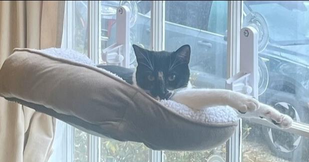 Enlarge Oscar, a Adoptable Domestic Short Hair in Henrico, VA image 1/5