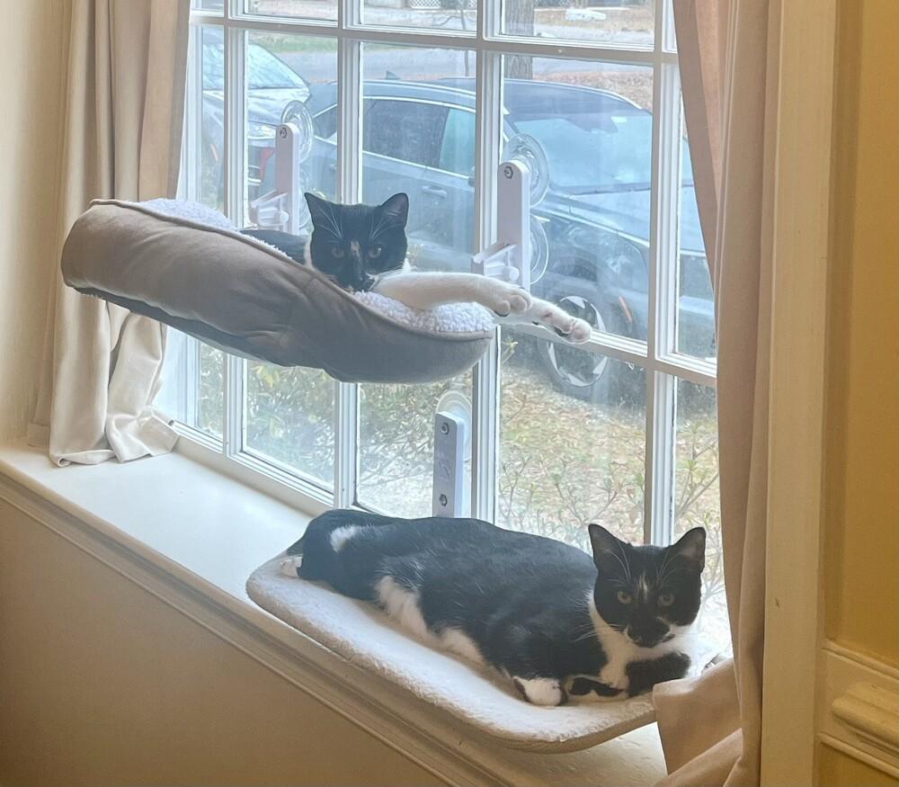 Enlarge Oscar, a Adoptable Domestic Short Hair in Henrico, VA image 3/5