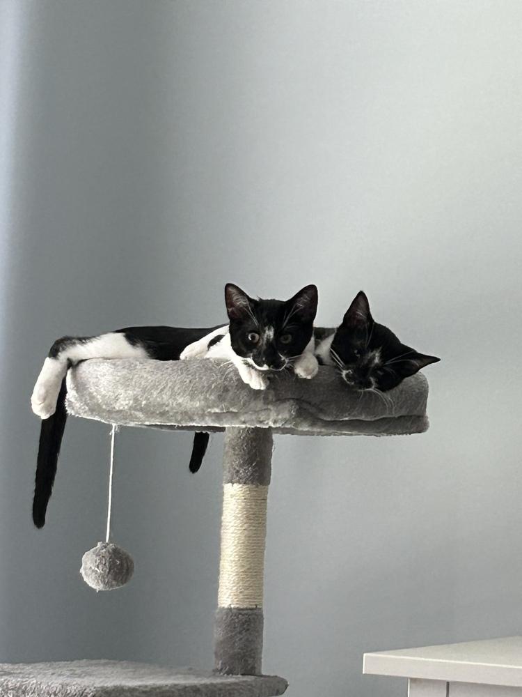 Enlarge Oscar, a Adoptable Domestic Short Hair in Henrico, VA image 3/6