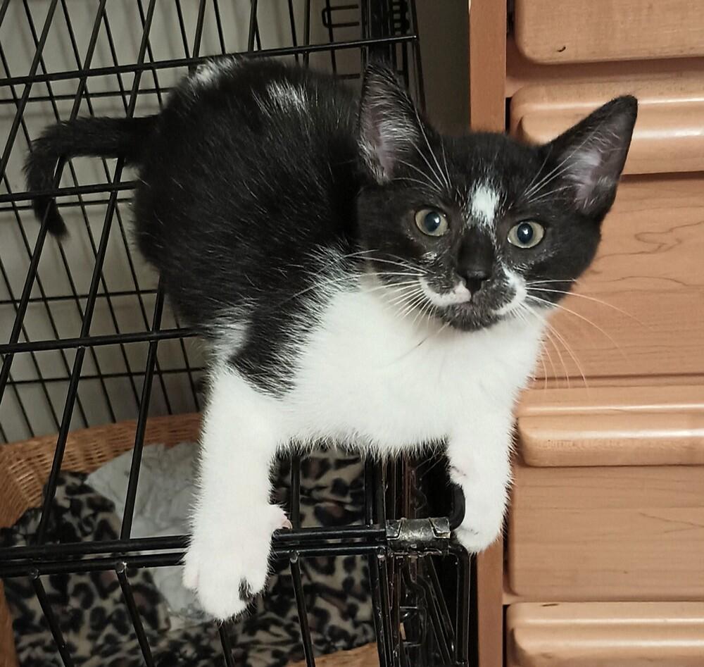 Enlarge Oscar, a Adoptable Domestic Short Hair in Henrico, VA image 4/6