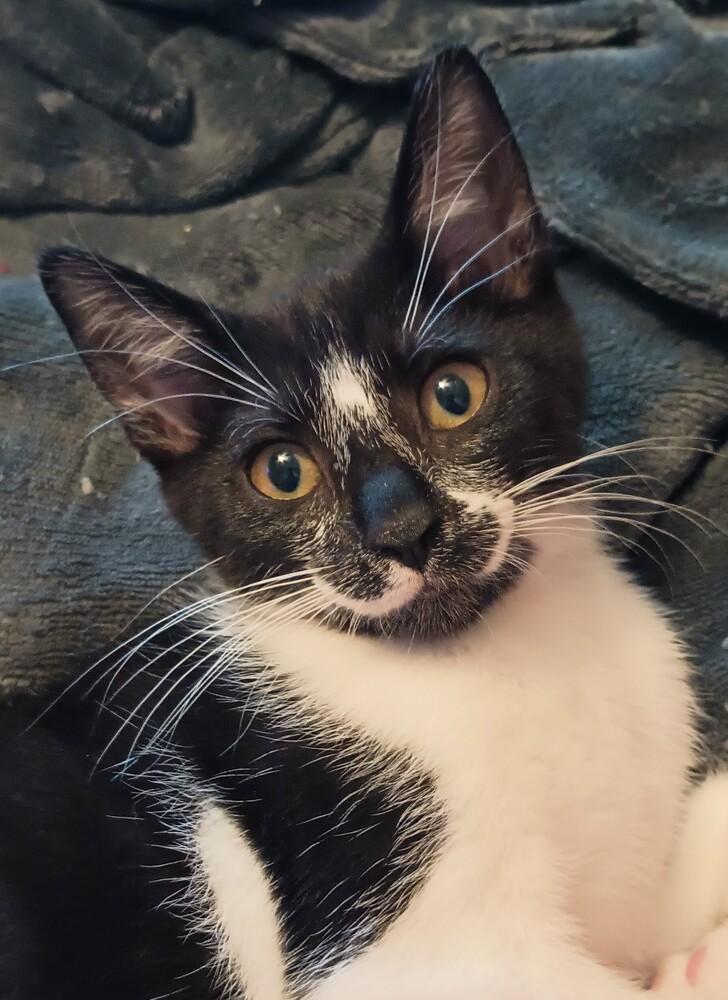 Enlarge Oscar, a Adoptable Domestic Short Hair in Henrico, VA image 5/6