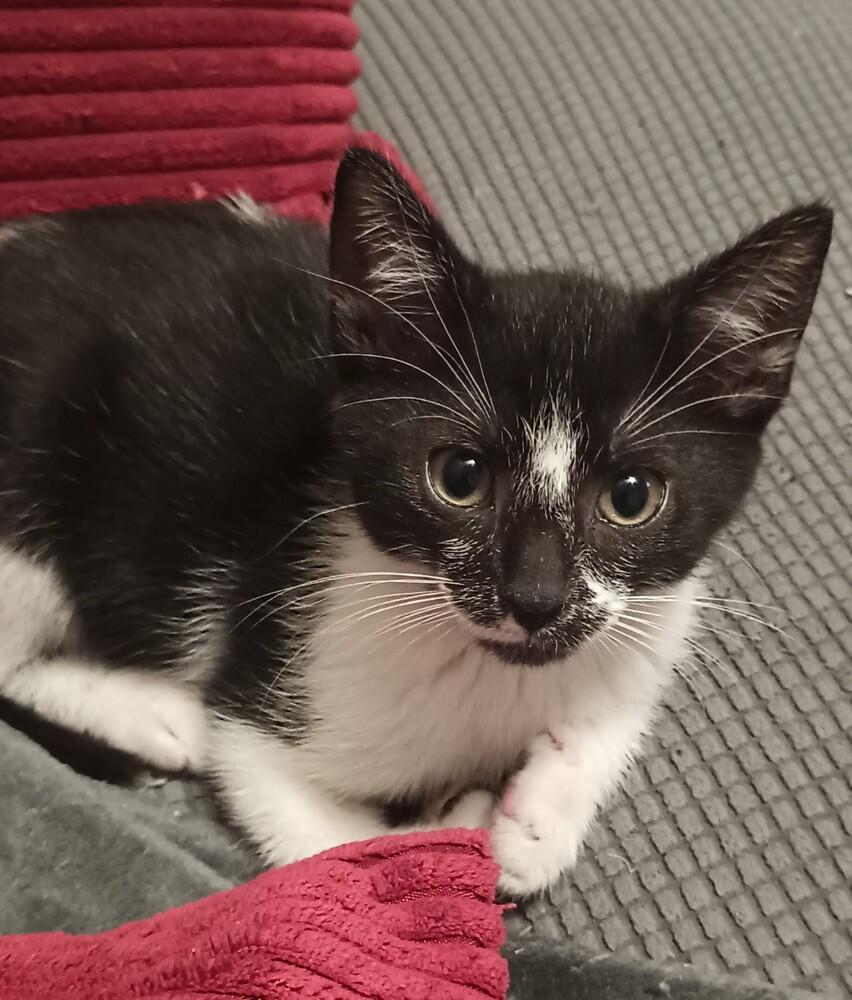 Enlarge Oscar, a Adoptable Domestic Short Hair in Henrico, VA image 6/6