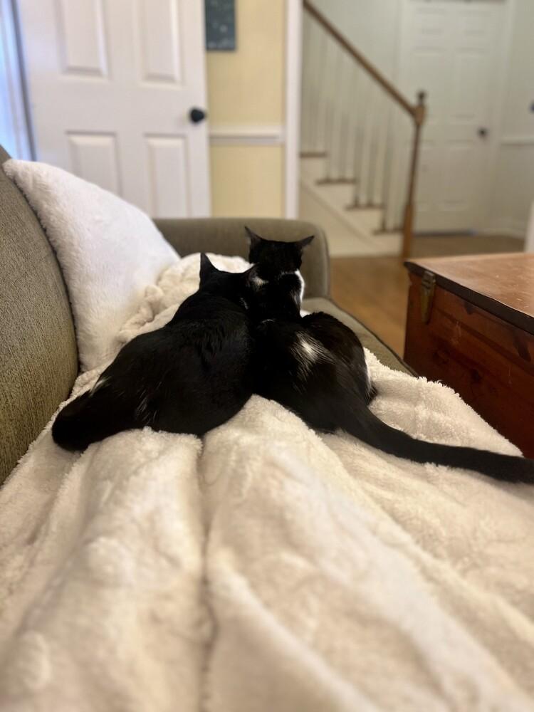 Enlarge Oscar, a Adoptable Domestic Short Hair in Henrico, VA image 5/5