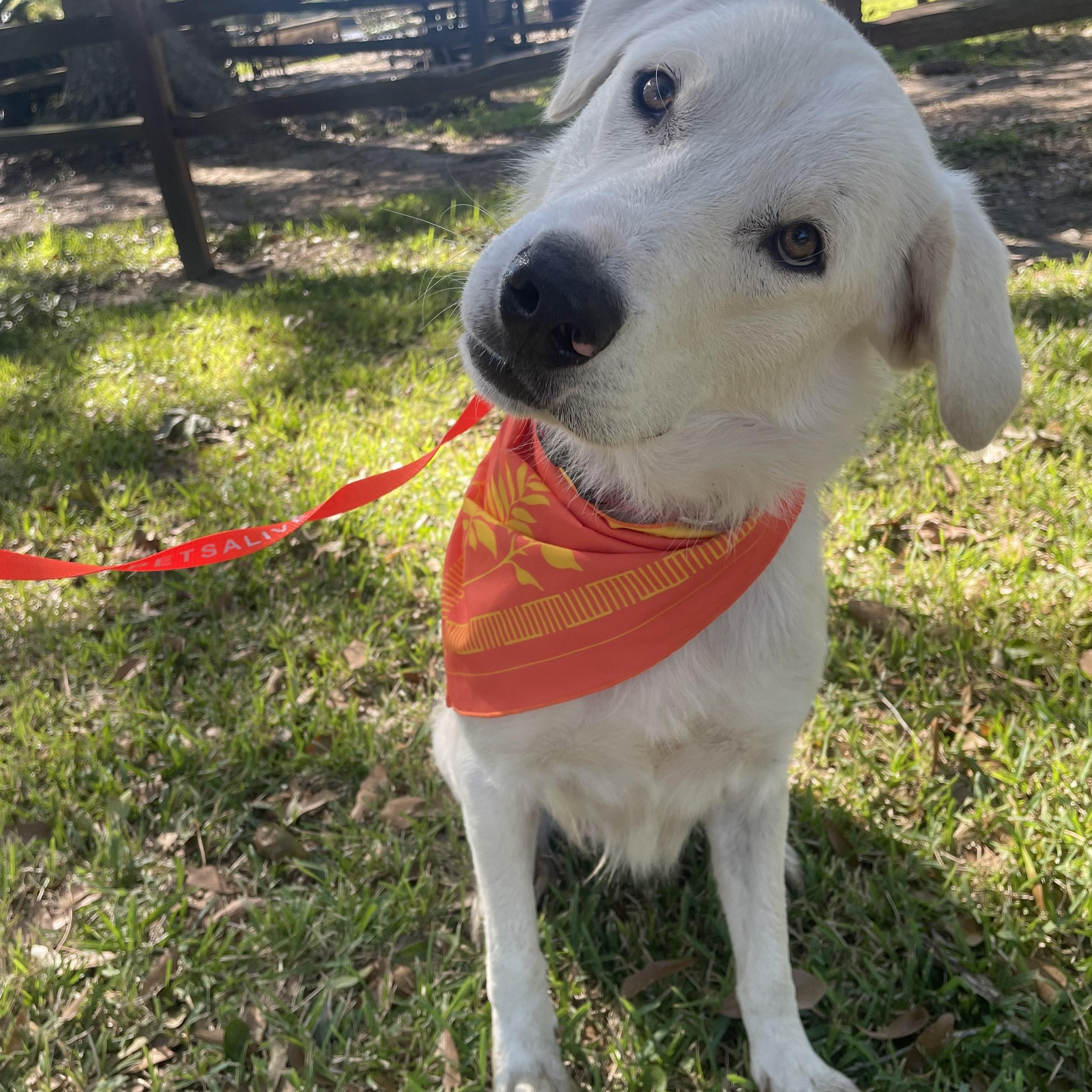 Juliet, Adopted, Young Female Great Pyrenees & Labrador Retriever.
