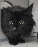 Enlarge Spooky, a Adoptable mixed breed in Canon City, CO image 1/1
