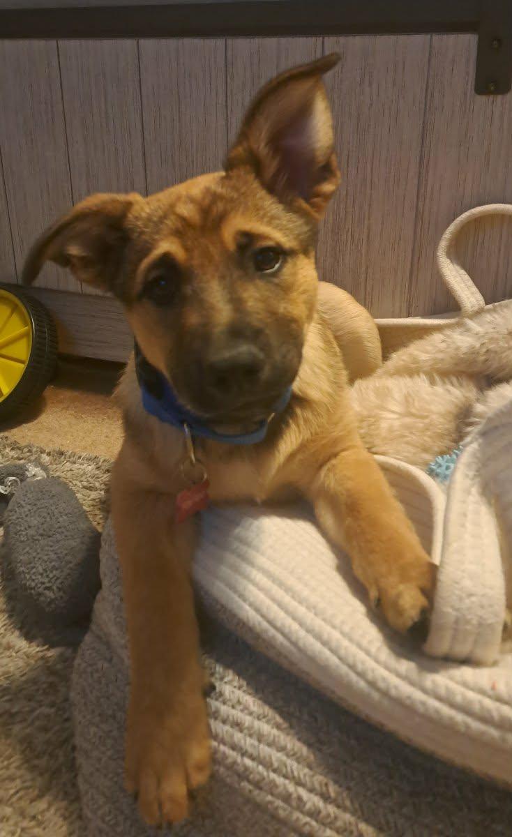 Blizzard, an adopted mixed breed in Temecula, CA image 1/3