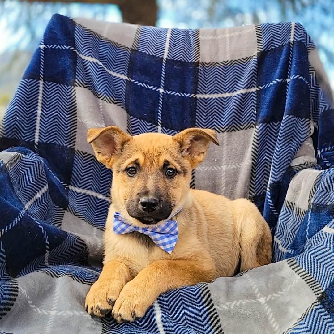 Enlarge Blizzard, a ADOPTABLE mixed breed in Temecula, CA image 1/2