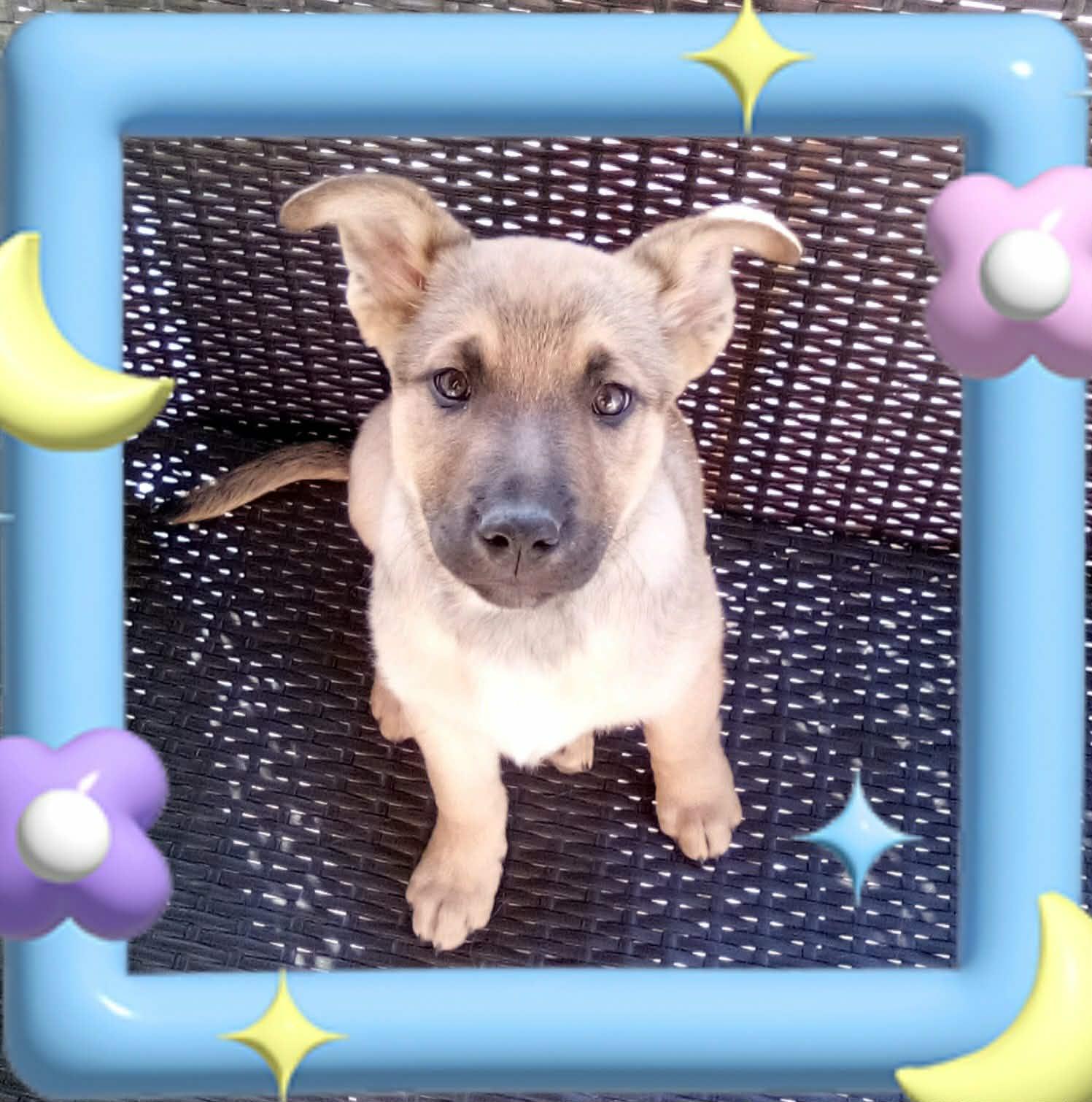 Enlarge Blizzard, a ADOPTABLE mixed breed in Temecula, CA image 2/2