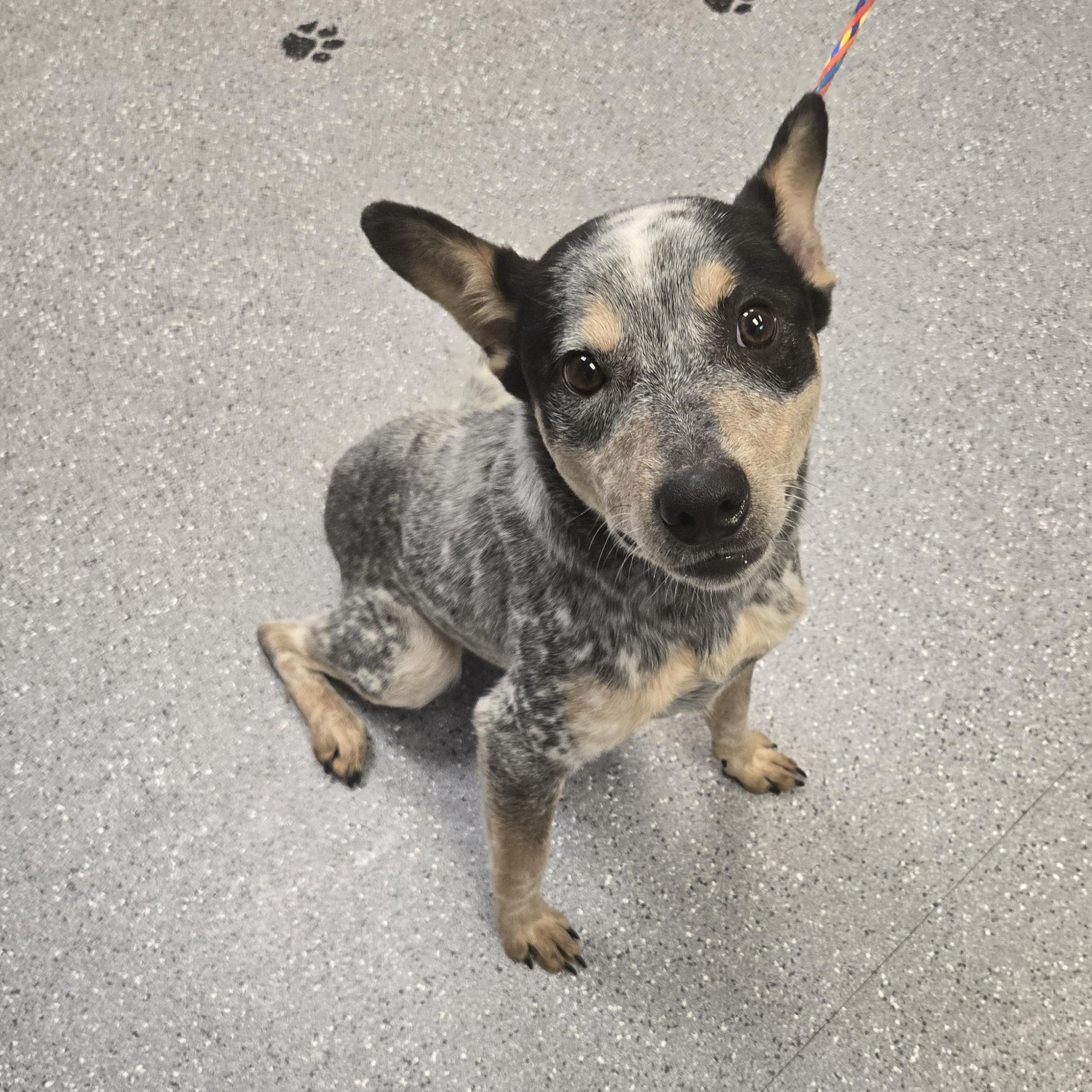 Enlarge Tommy, an adopted Australian Cattle Dog / Blue Heeler in Watertown, NY image 1/1