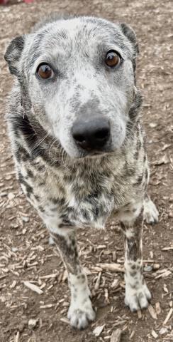 STANLEY, Adoptable, Adult Male Australian Cattle Dog / Blue Heeler & Mixed Breed.